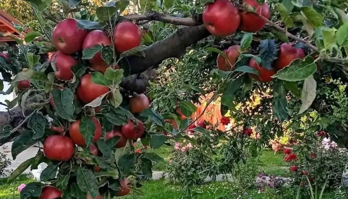 Strateni Comentarii - Străteni