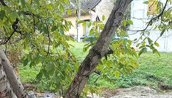 The Hunter House - Ciudanovița