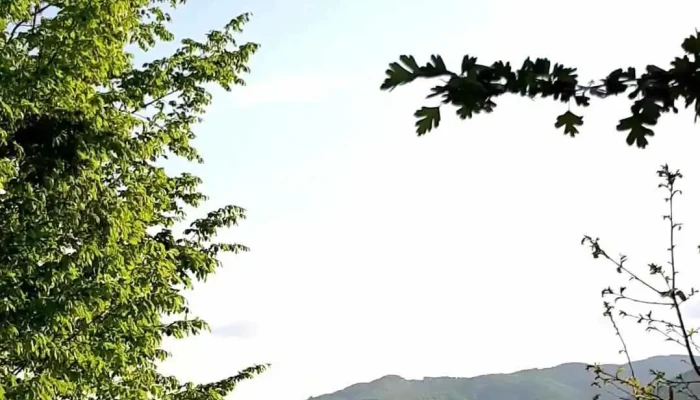 Toplet Videoclipuri - Bârza