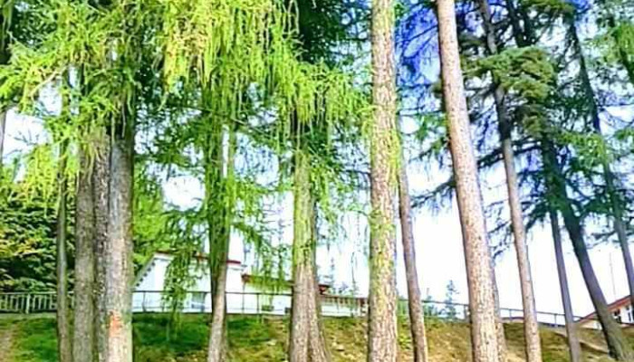 Valea Alba De La Vizitatori - Bușteni