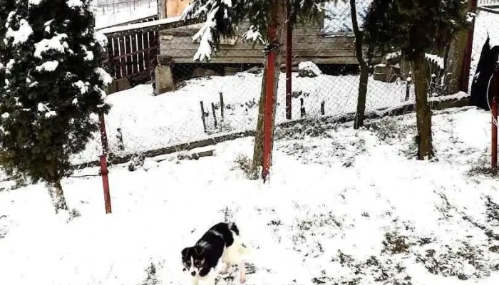 Văleni - Văleni