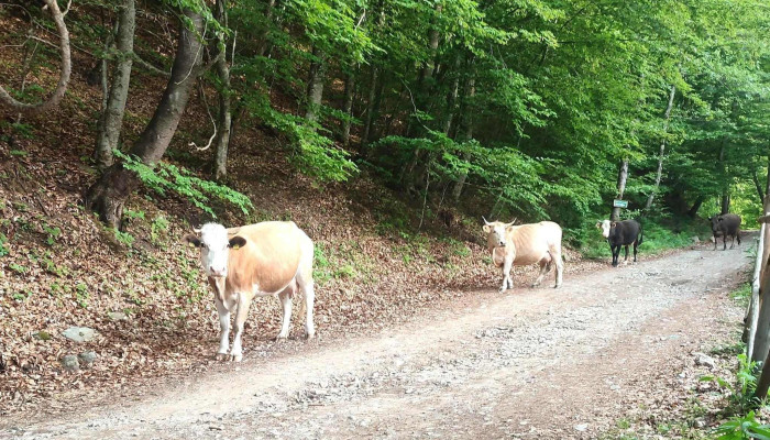 White Story Brezoi -  Zonă - Şindrila Nr.16