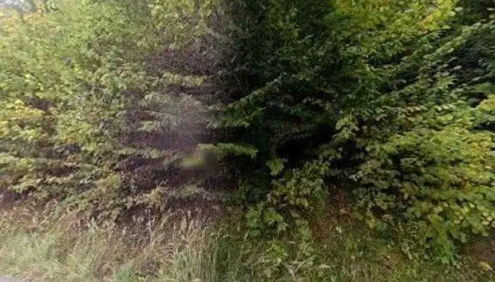 Wild Tree House -  Street View Si 360deg - Vărșag