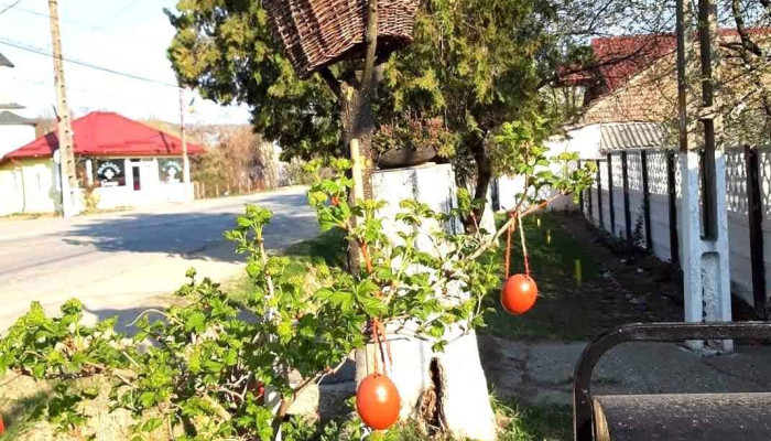 Zatrenii De Sus Program - Zătrenii De Sus