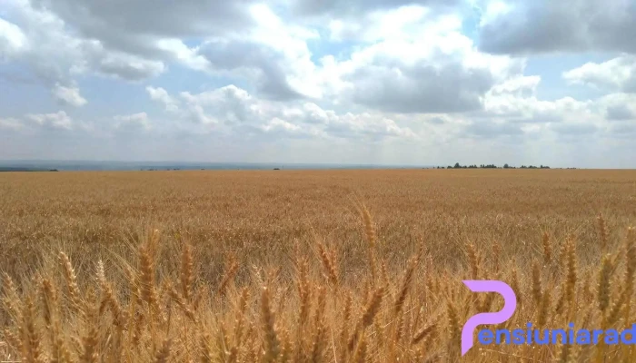 Țepu - Țepu